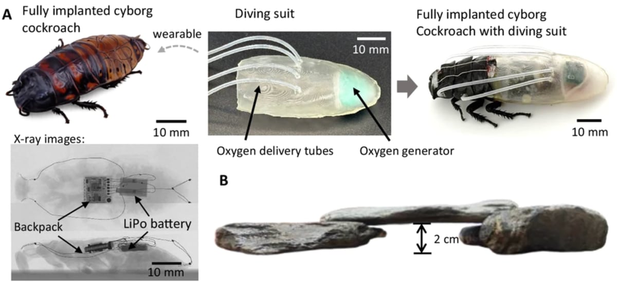 Cyborg Cockroaches Can Now Dive Underwater for 3 Hours - Image 3