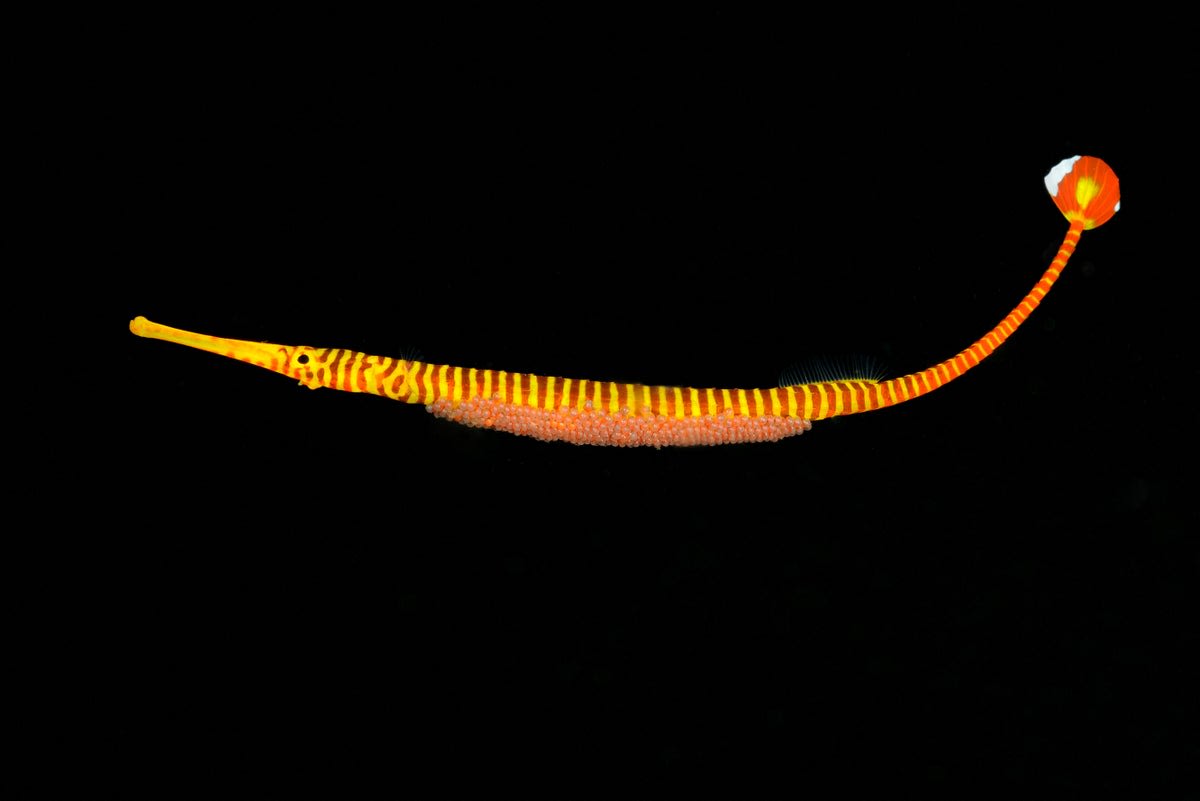 Yellow-banded pipefish swimming with cluster of eggs attached to its belly underwater
