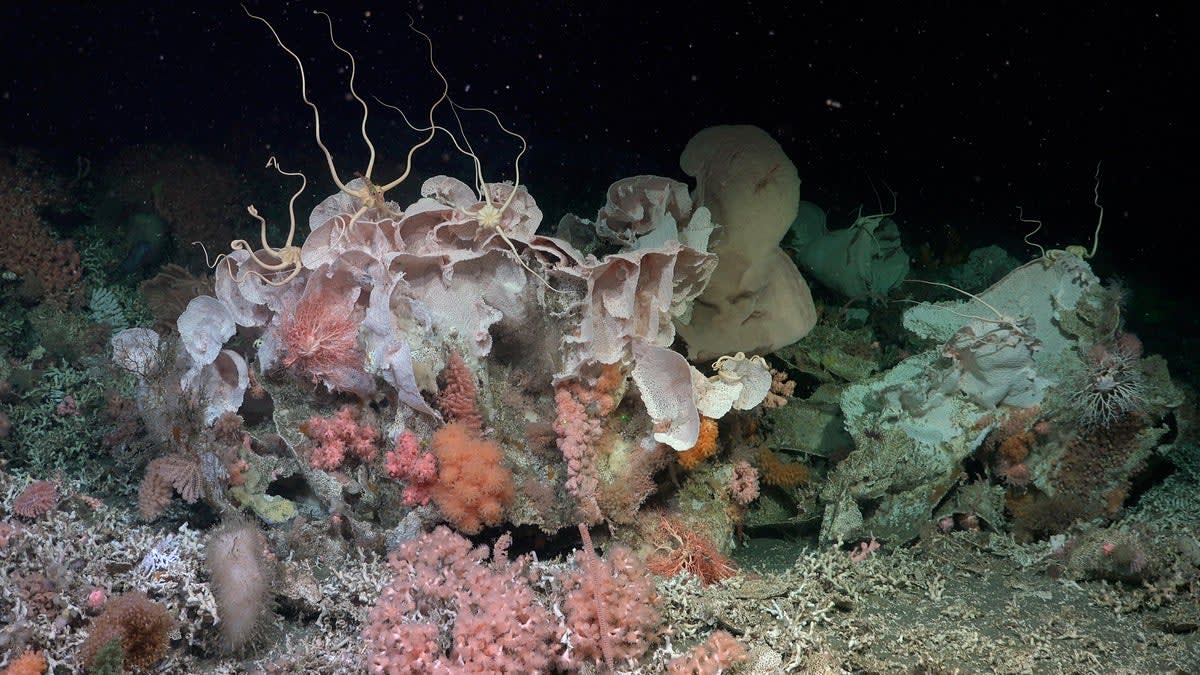 Colorful deep-sea corals and marine life captured by underwater camera off Argentina coast