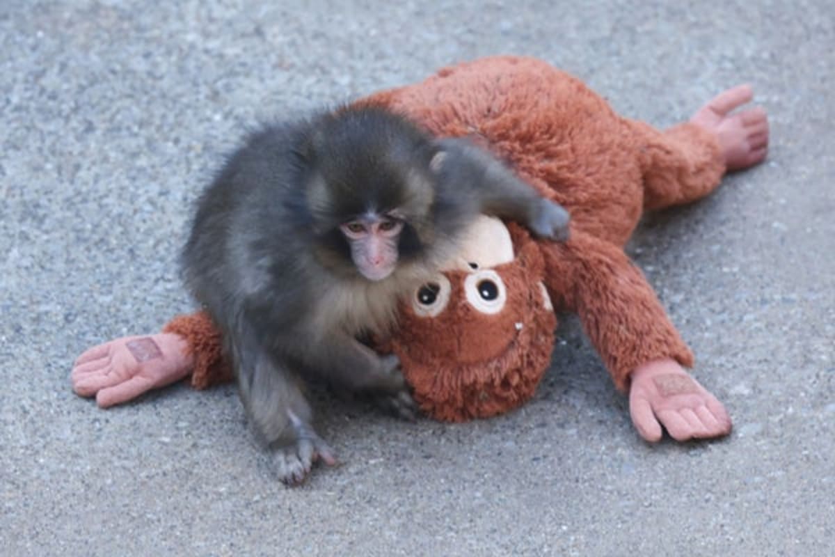 Abandoned Monkey Proves Love Matters More Than Food - Image 2