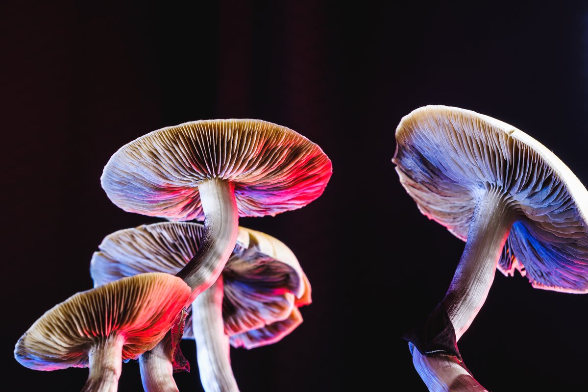 ** Psilocybe cubensis mushrooms representing breakthrough therapy for treating severe anorexia nervosa patients