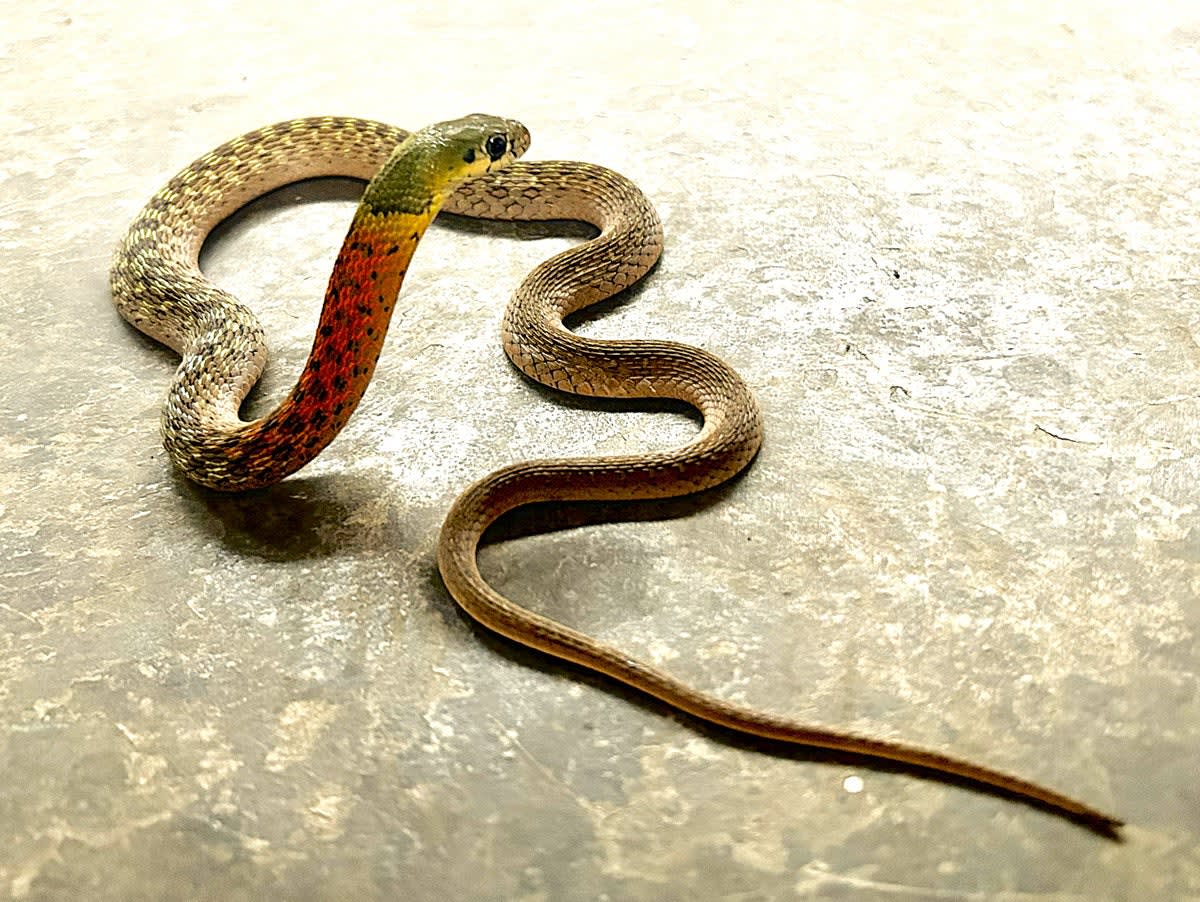 These Snakes Bluff Predators Using Memory, Not Sensors