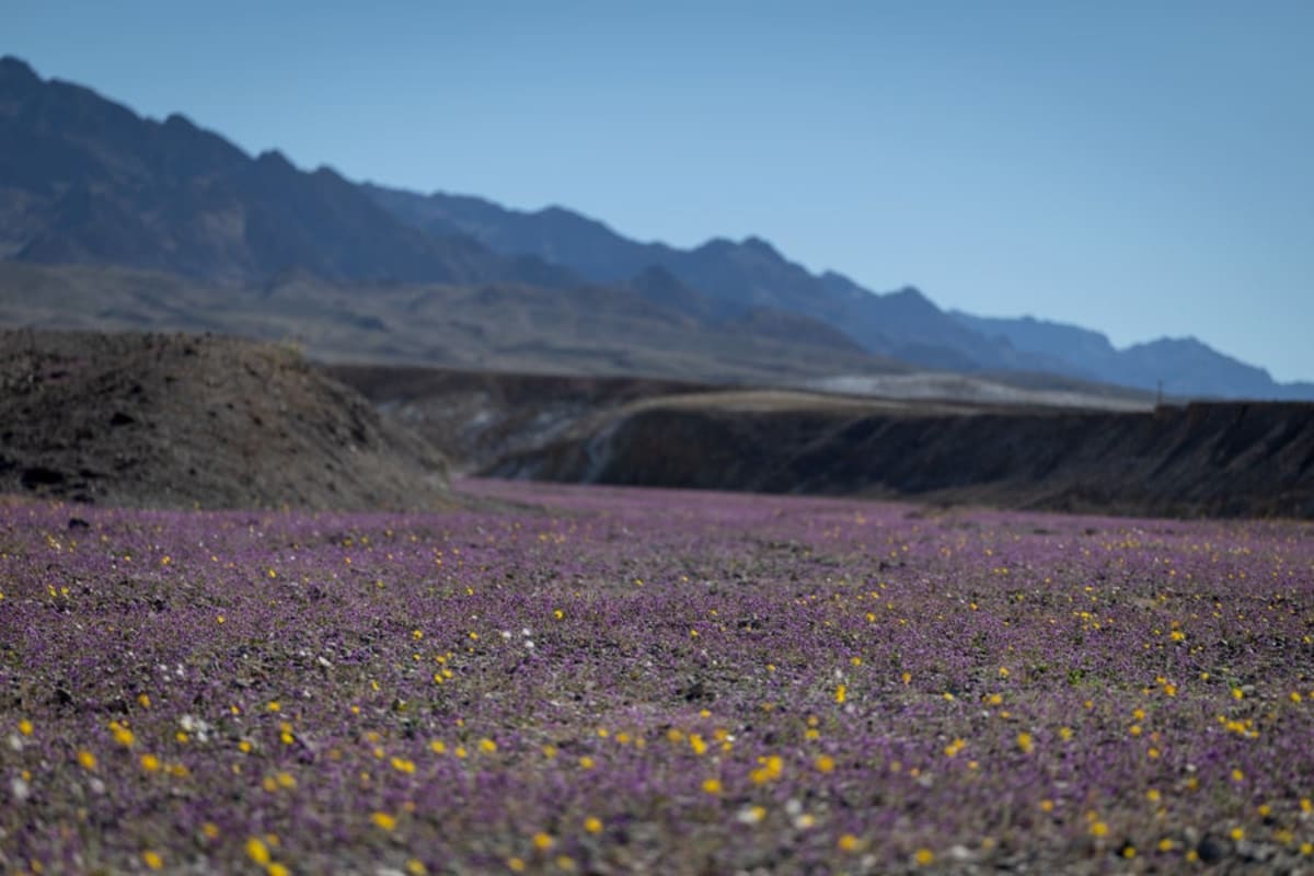 Death Valley Blooms Gold in Best Superbloom Since 2016 - Image 4