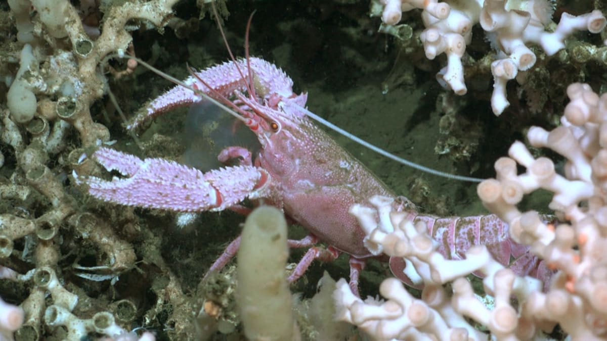 Argentina's Hidden Coral Reef Stuns 92,000 Live Viewers - Image 5