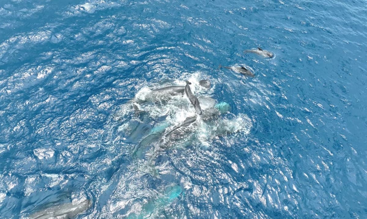 Sperm Whales Assist During Birth Like Family Midwives - Image 4