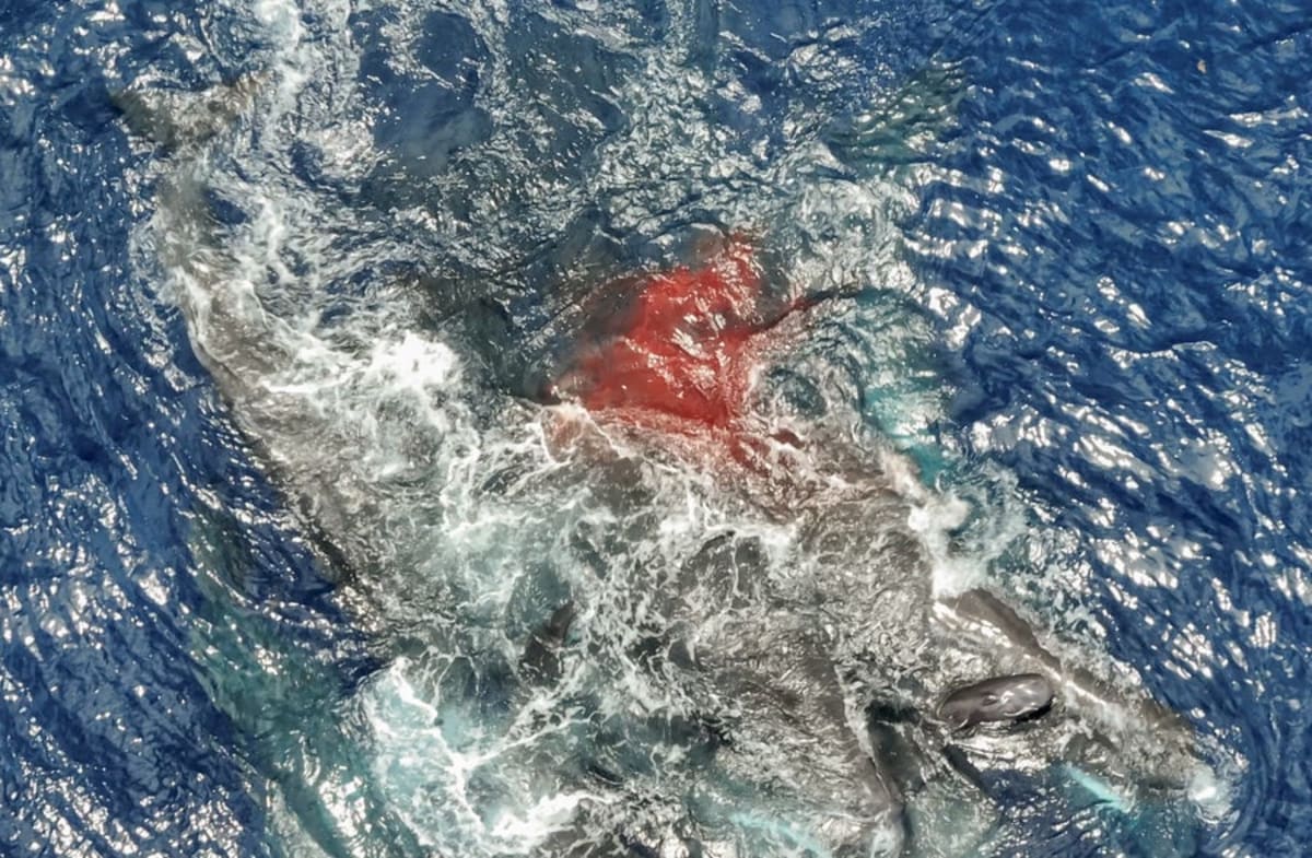 Sperm Whales Assist During Birth Like Family Midwives - Image 3