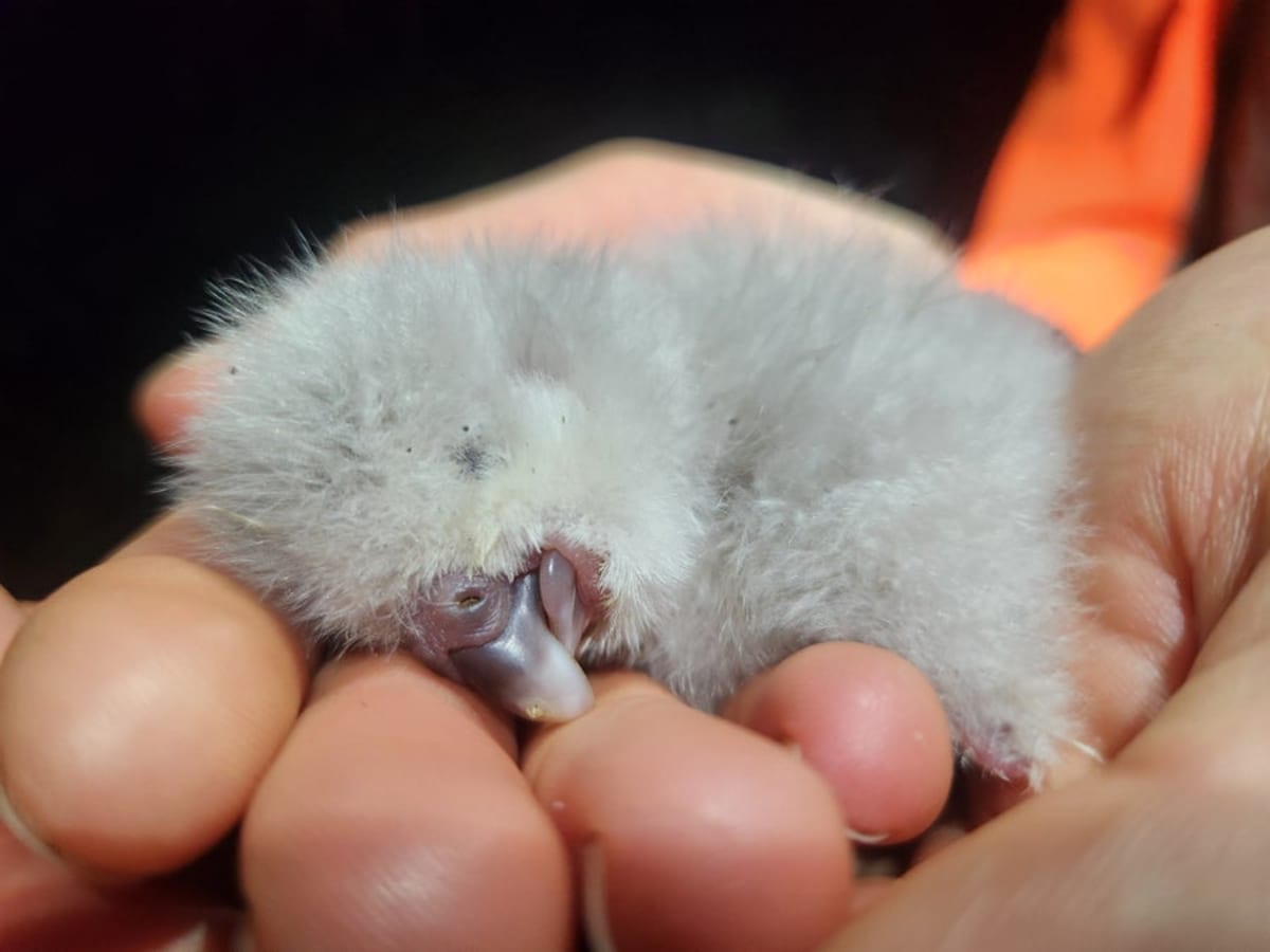 New Zealand's Kākāpō Population Soars Toward 300 - Image 5