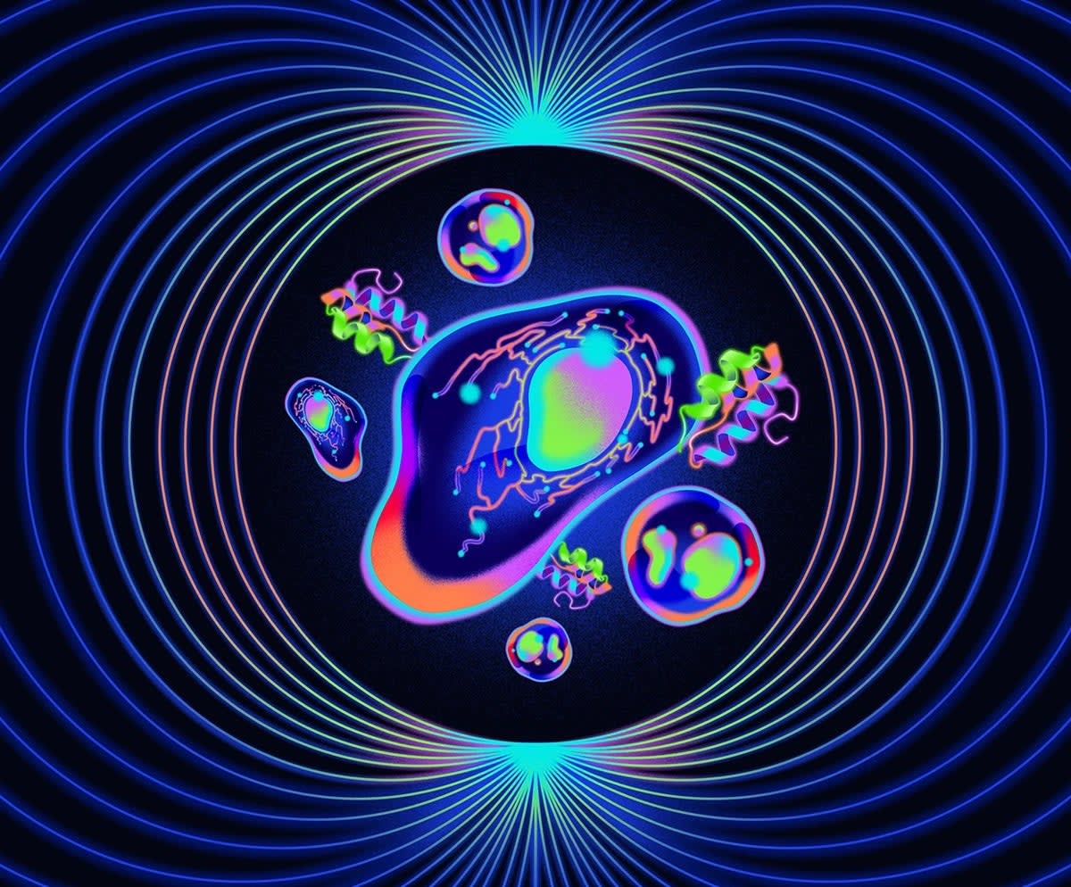 Scientists Turn Jellyfish Proteins Into Quantum Sensors