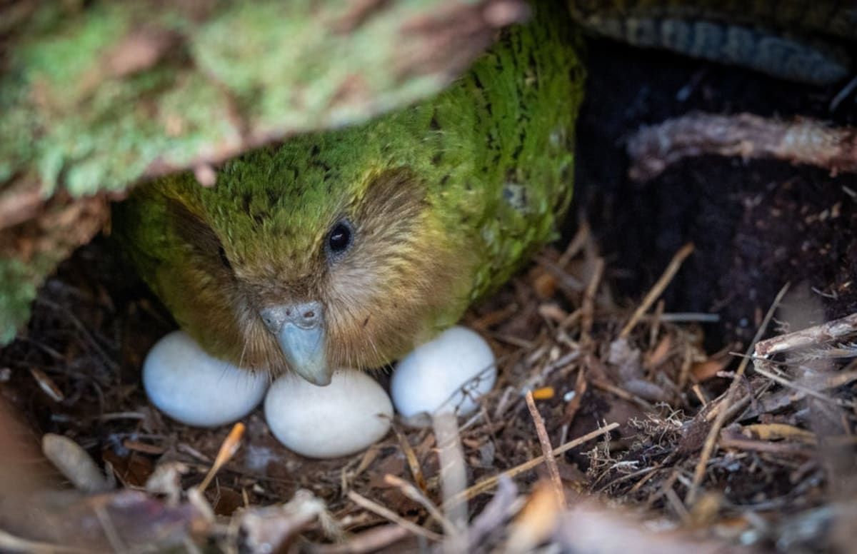New Zealand's Kākāpō Population Soars Toward 300 - Image 3