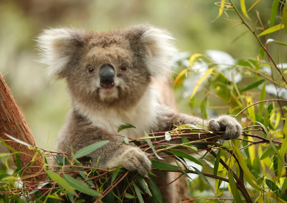 Koala sleeping in eucalyptus tree in Victoria, Australia, representing genetic recovery success
