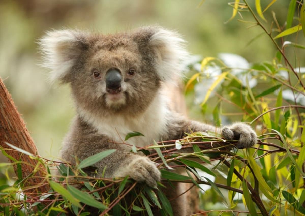 Koalas Show Genetic Bottlenecks Don't Doom Species - Image 2