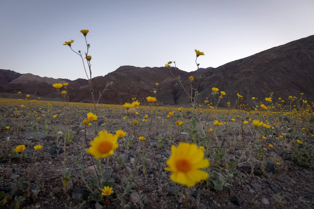 Golden wildflowers blanket Death Valley desert floor with purple lupine under blue sky
