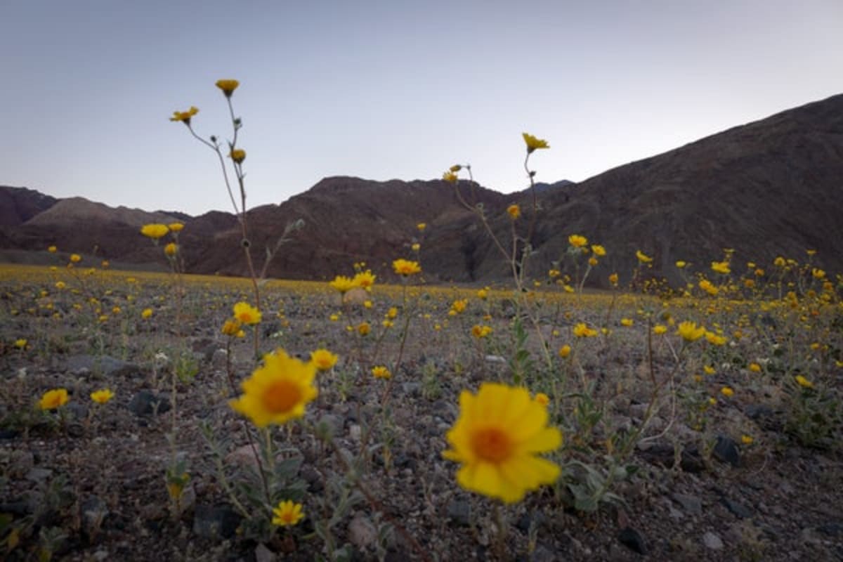 Death Valley Blooms Gold in Best Superbloom Since 2016 - Image 2