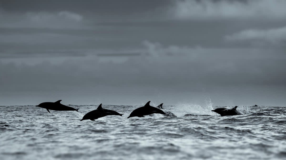 Common dolphins swimming in coastal waters near Patagonia, Argentina