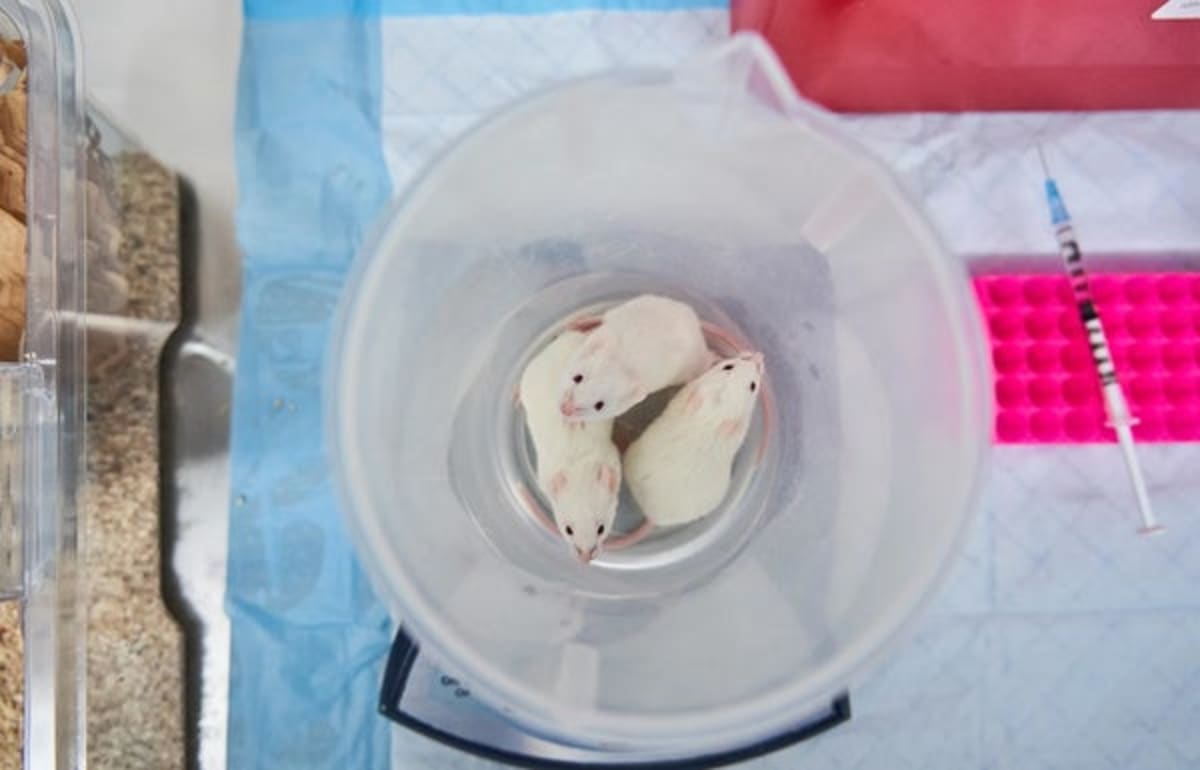 Scientists Move Toward Ending Most Animal Testing by 2030 - Image 2