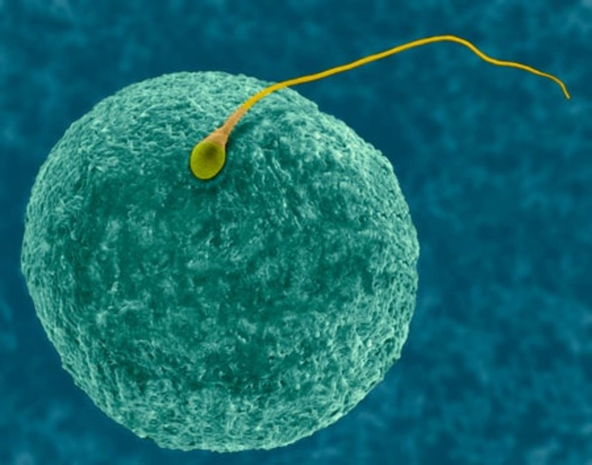 Scientists Create Universal Aging Clock Across All Mammals - Image 5