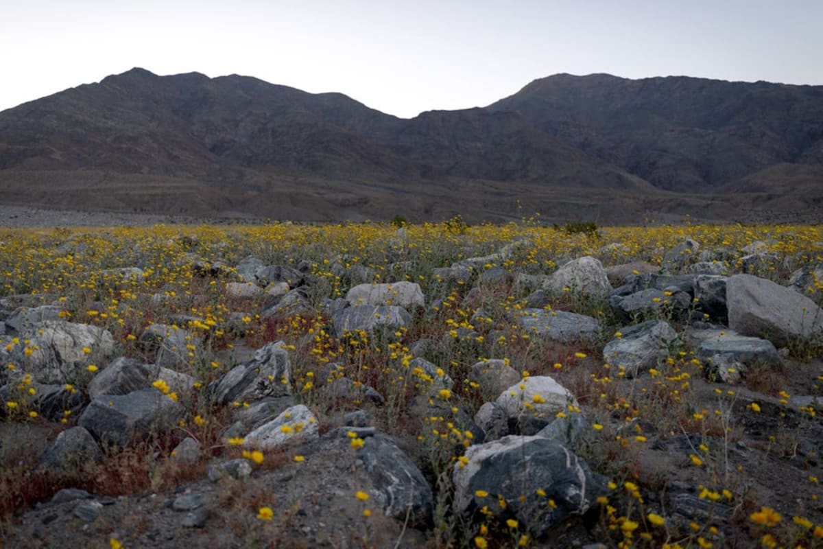 Death Valley Blooms Gold in Best Superbloom Since 2016 - Image 3