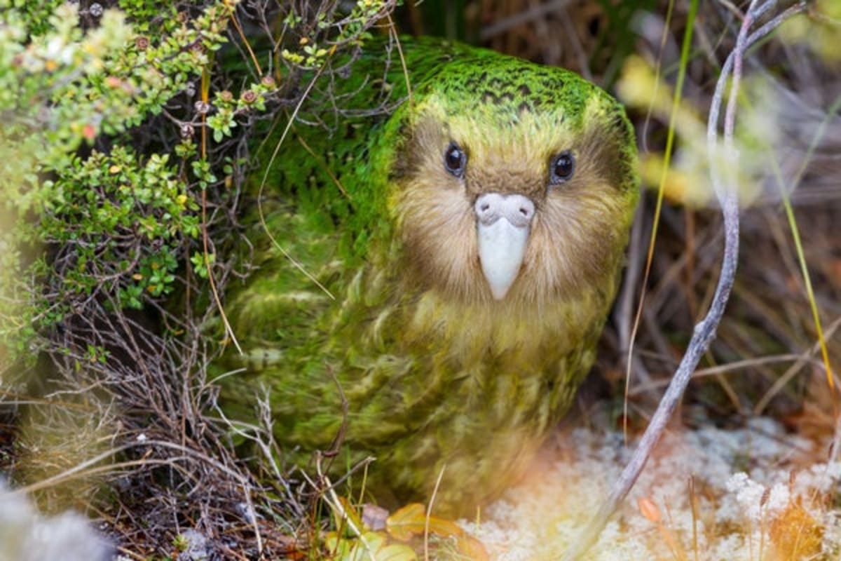 New Zealand's Kākāpō Population Soars Toward 300 - Image 2