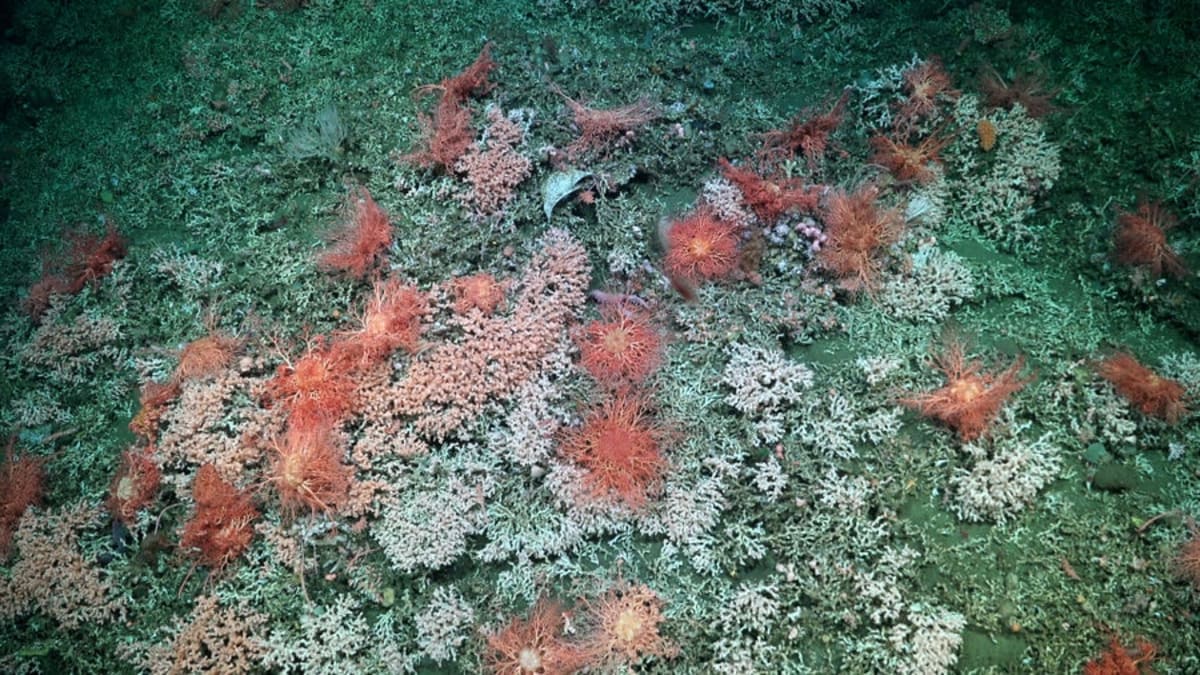 Argentina's Hidden Coral Reef Stuns 92,000 Live Viewers - Image 3
