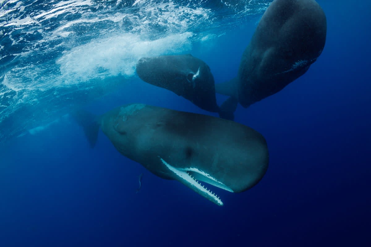 Sperm Whales Assist During Birth Like Family Midwives