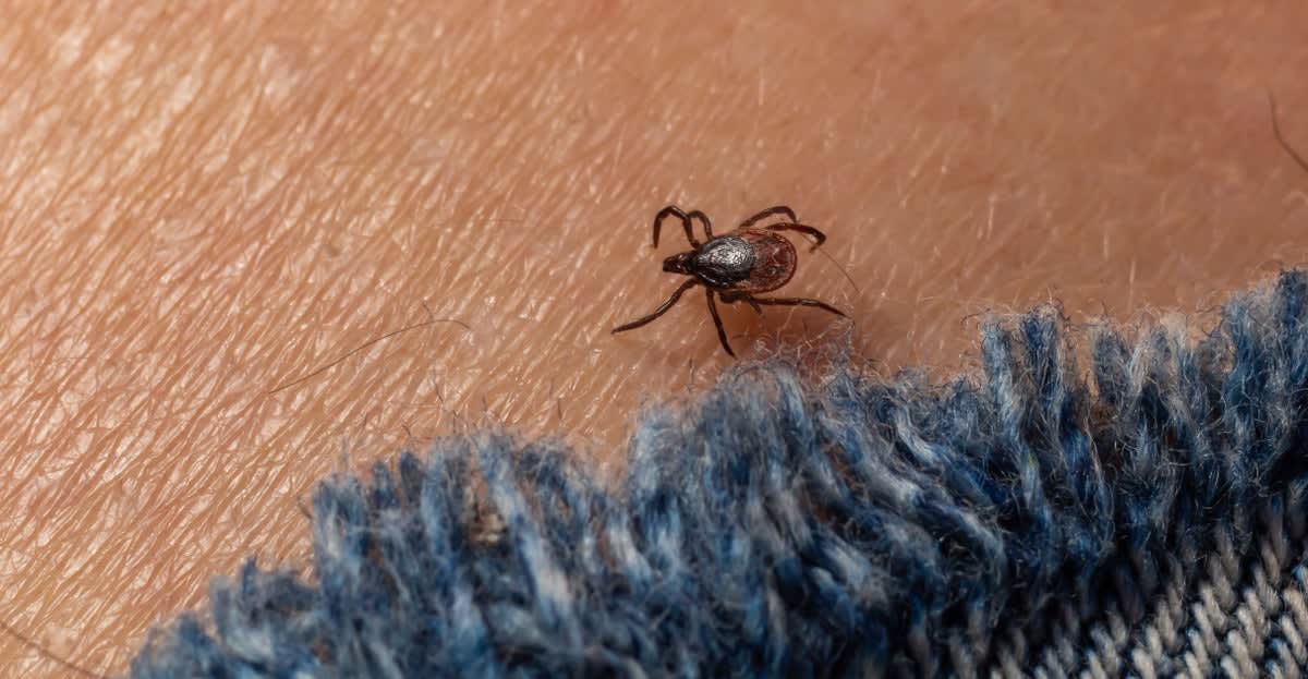 Microscope view of black-legged deer tick that carries Lyme disease bacteria