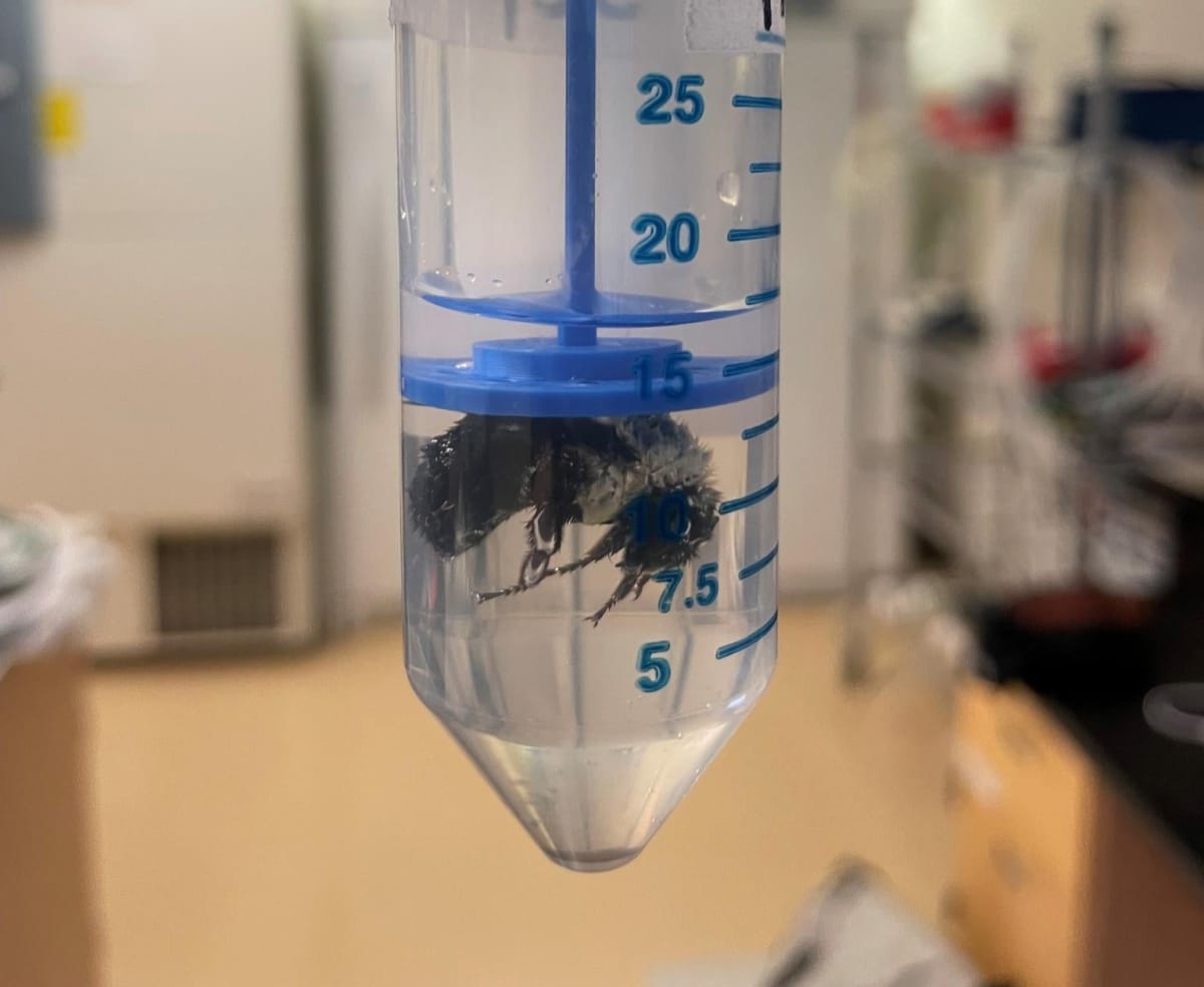 Bumblebee Queens Can Survive Underwater for a Week - Image 3