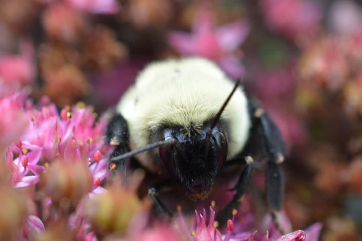 Bumblebee Queens Can Survive Underwater for a Week