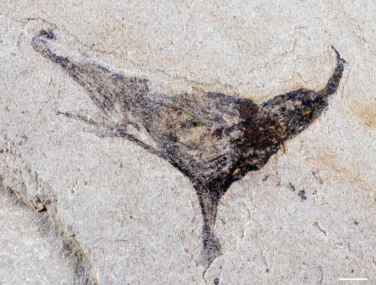 Ancient Fossils Show Life Exploded 4 Million Years Earlier - Image 2