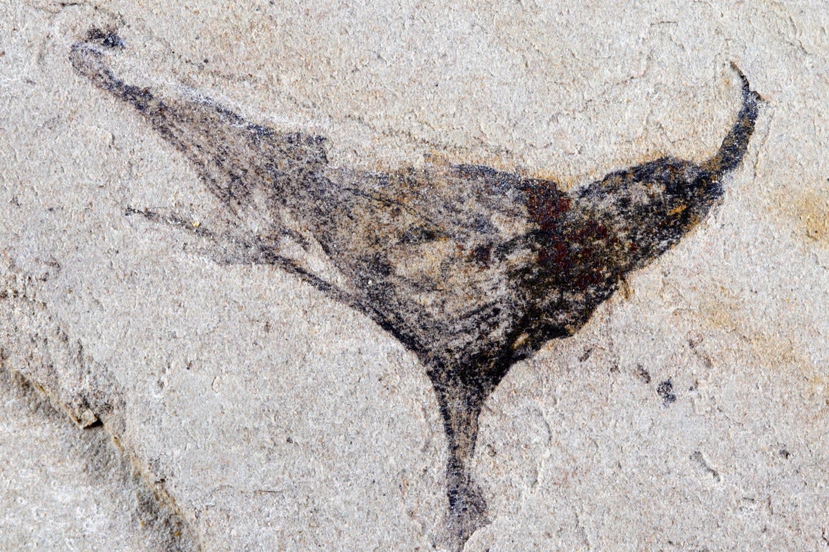 Ancient Fossils Show Life Exploded 4 Million Years Earlier