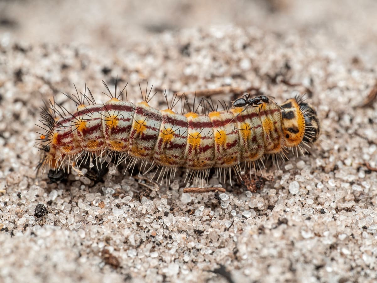 Scientists Find 70+ New Species on Remote Angola Plateau - Image 2