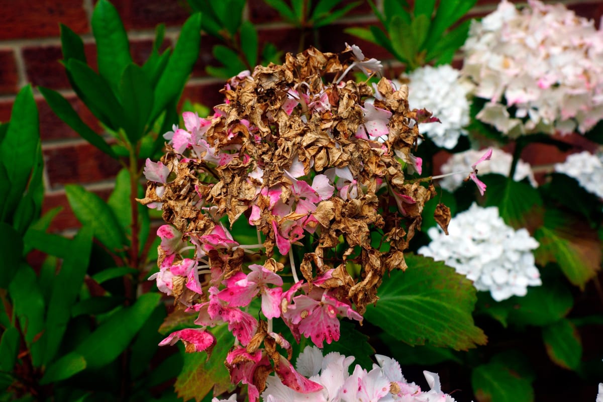 UK Gardeners Share 10 Simple Tips to Beat Hosepipe Bans - Image 4