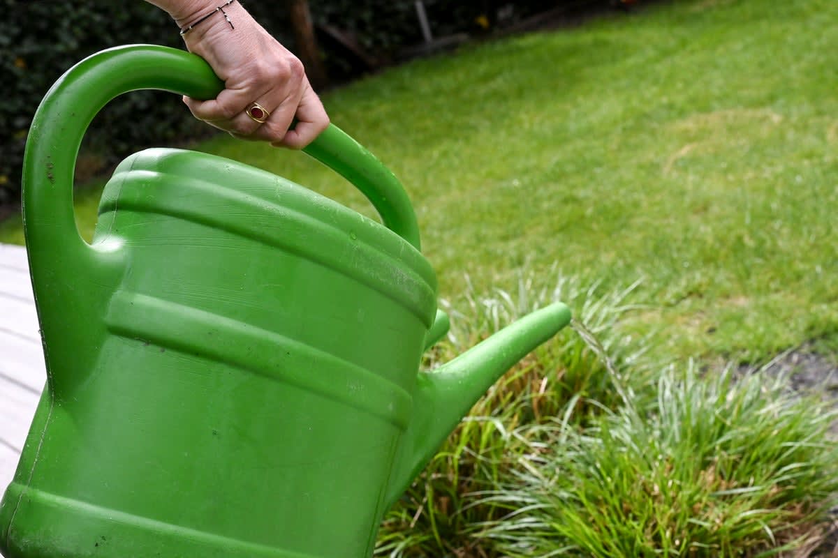 Gardener using traditional watering can to water flowering plants at base in sunny British garden