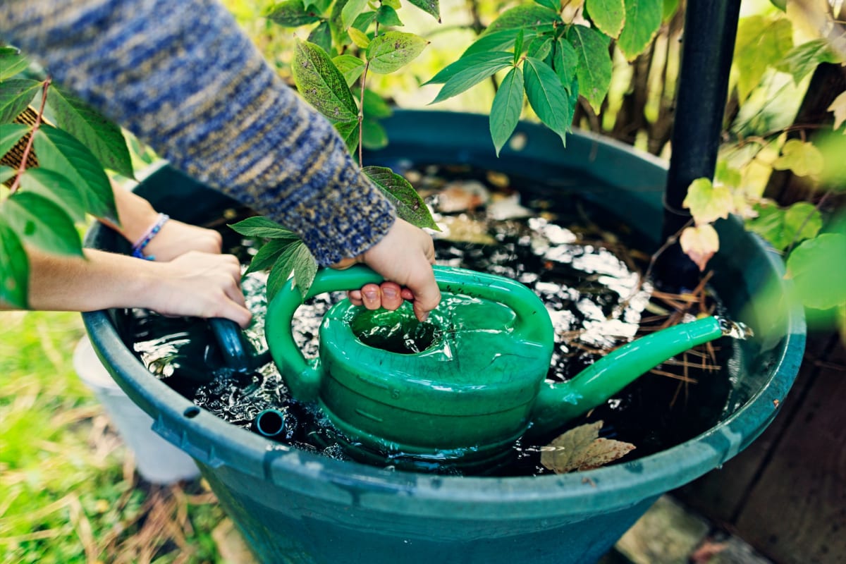UK Gardeners Share 10 Simple Tips to Beat Hosepipe Bans - Image 2