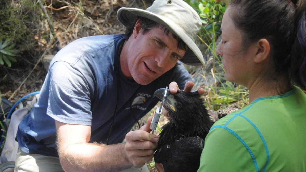 California Eagles Soar From Zero to 20 Breeding Pairs - Image 3