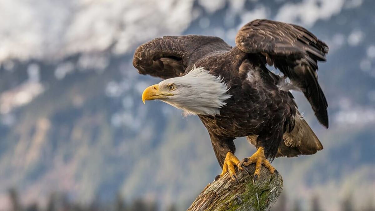 California Eagles Soar From Zero to 20 Breeding Pairs - Image 2