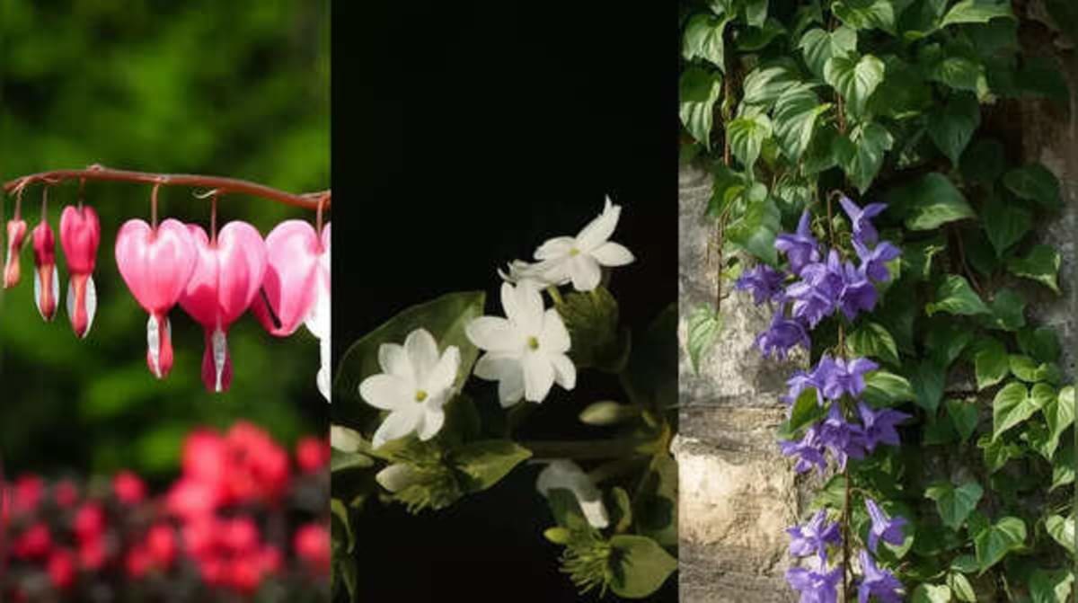 6 Indian Climbers That Grow Themselves Year-Round - Image 2