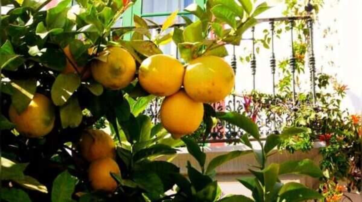 7 Fruits Anyone Can Grow on a Small Balcony - Image 2