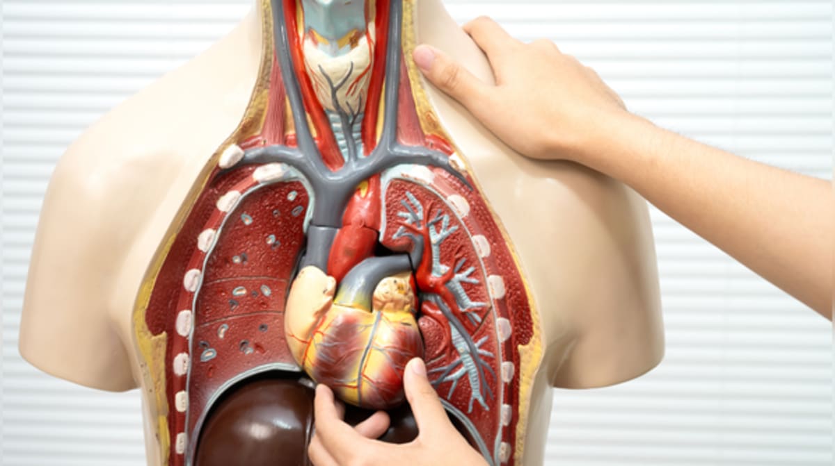 Simple Foods That Support Lungs, Liver, Gut, and Eyes - Image 2