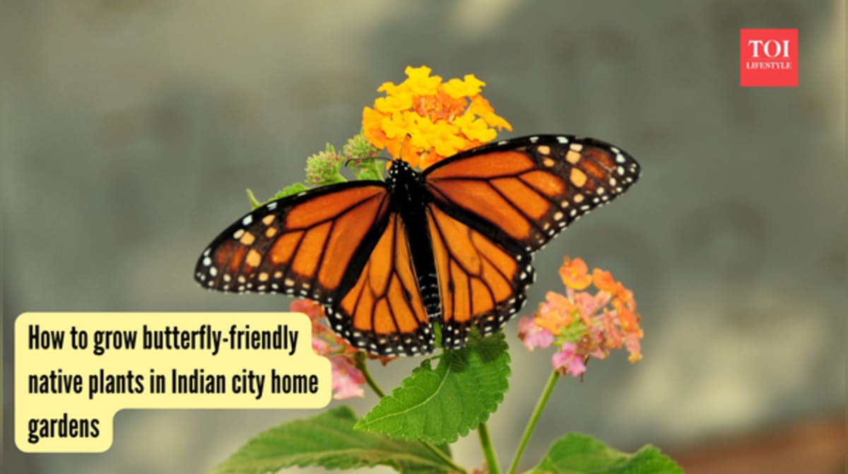 Indian Cities Turn Balconies Into Butterfly Havens - Image 2