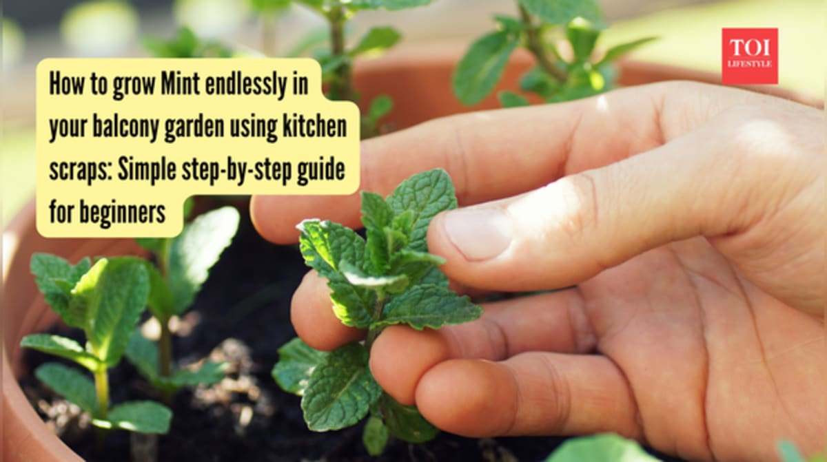 Grow Endless Mint From Kitchen Scraps on Your Balcony - Image 2