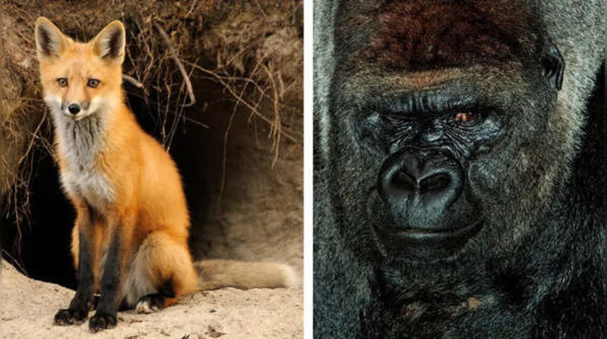 10 Animal Dads Who Put Fatherhood First - Image 2