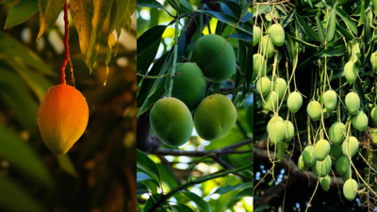 Grow Mangoes on Your Balcony With Container Gardening - Image 2