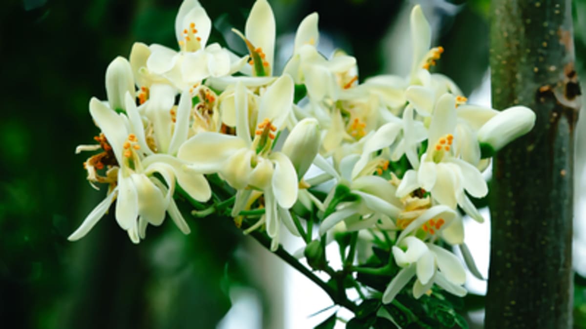 Grow Your Own Superfood: Moringa Thrives at Home - Image 2