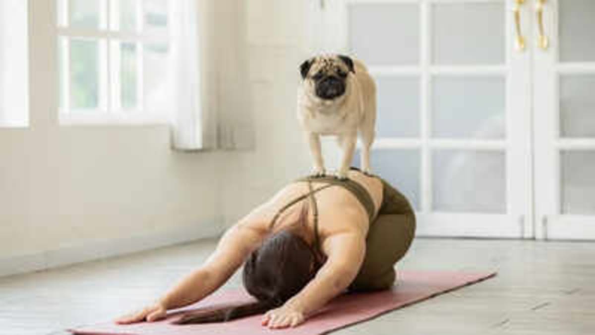 Puppy Yoga Blends Mental Health Benefits With Adoption - Image 2