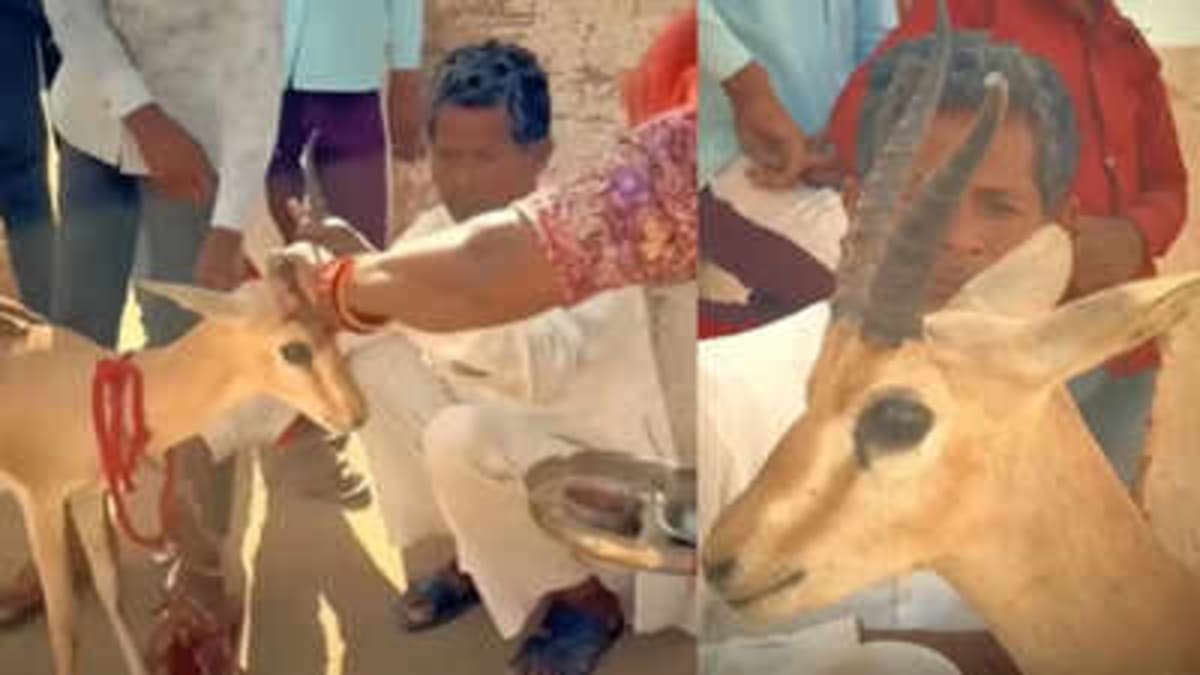 Indian Family Raises Deer 18 Months, Says Tearful Goodbye - Image 2