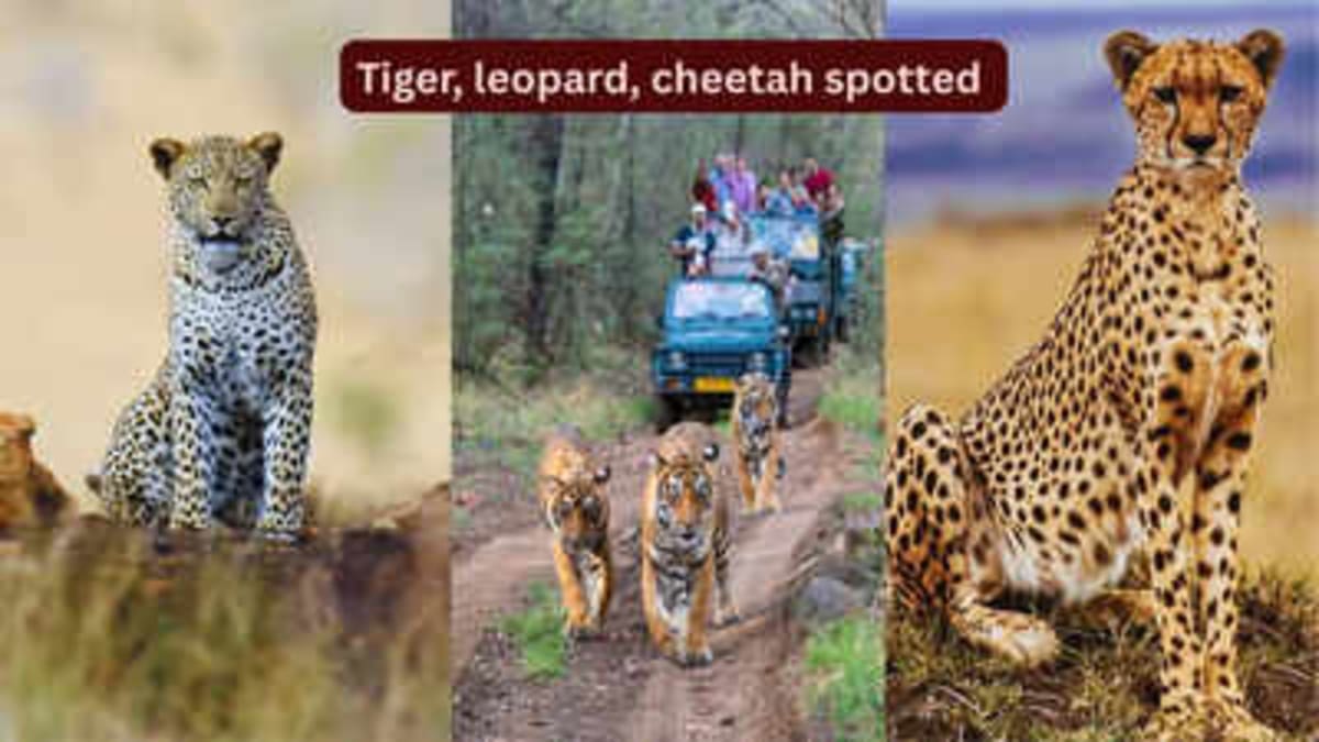 Tiger, Leopard, Cheetah Spotted Together in Rajasthan - Image 2
