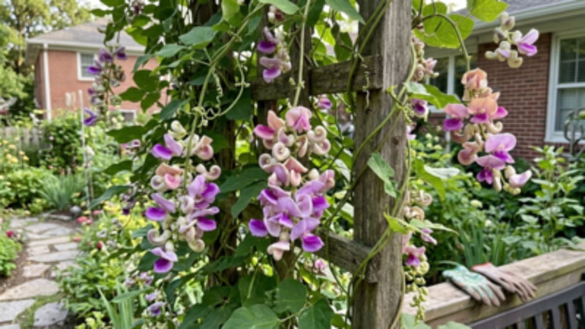 This Fast-Growing Vine Brings Hummingbirds to Your Yard - Image 2