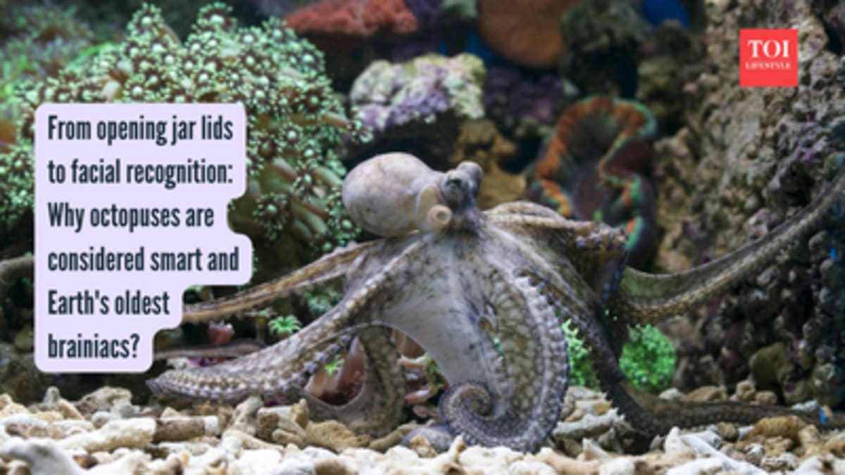 Octopuses Solve Puzzles, Recognize Faces, Raid Aquariums - Image 2