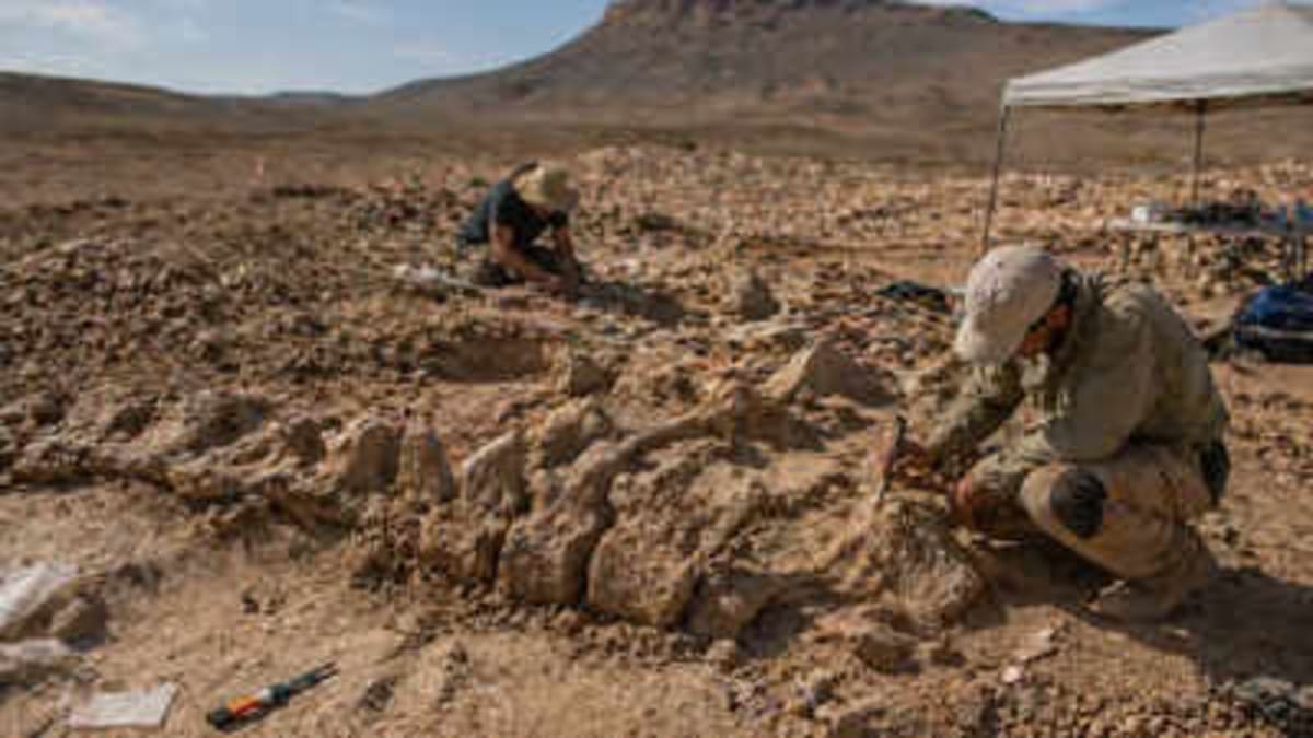 70-Million-Year-Old Fossil Reveals Dinosaur Highways - Image 2