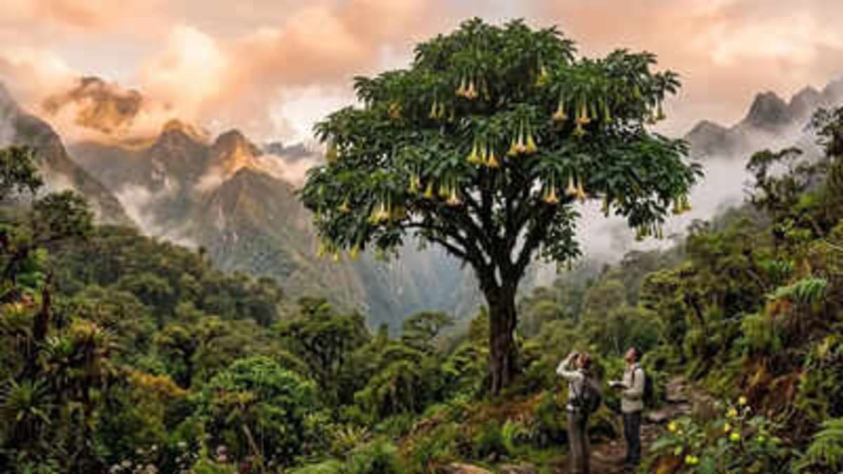 Scientists Find 66-Foot Tree Related to Tomatoes - Image 2